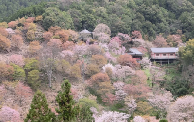 吉野の桜