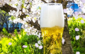 お花見の桜とビール