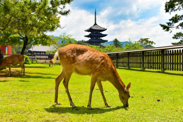 奈良公園の鹿と国宝五重塔