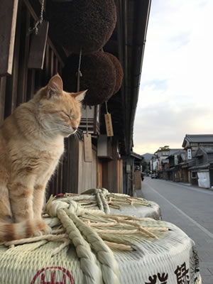 親戚が酒屋で数多くの日本酒を覚えました