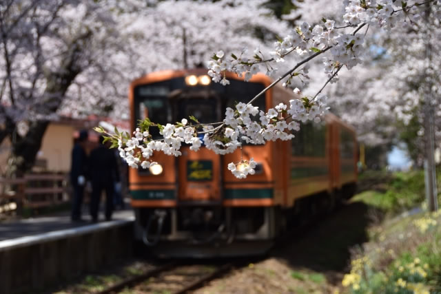 津軽鉄道と桜